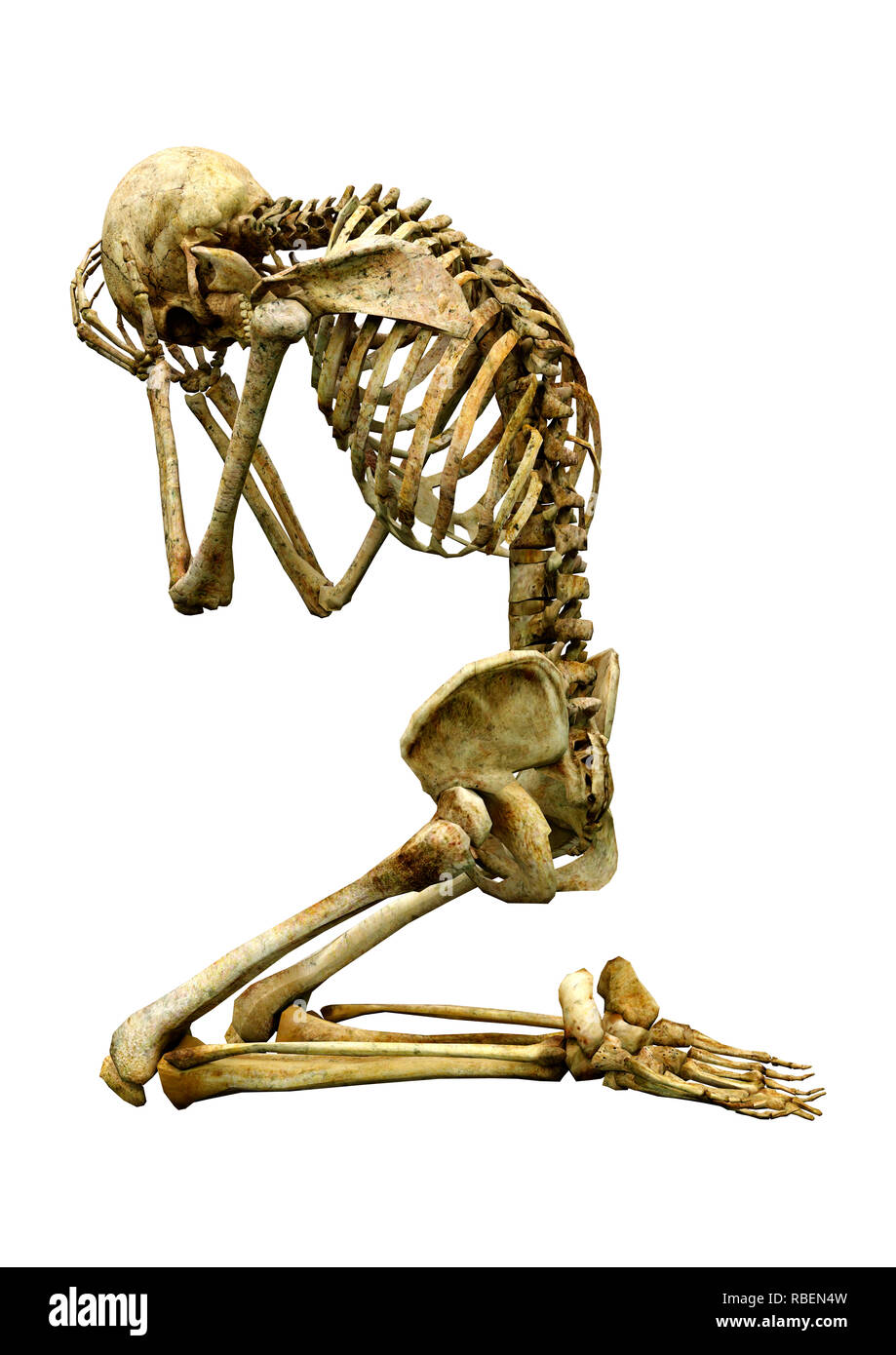 3D rendering of a human skeleton isolated on white background Stock ...