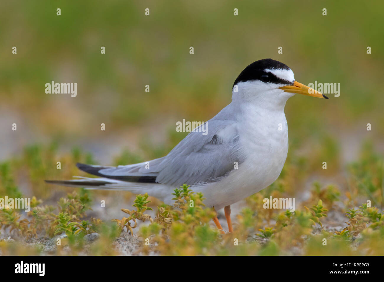 Little tern (Sternula albifrons / Sterna albifrons) on the beach in late spring / summer Stock Photo