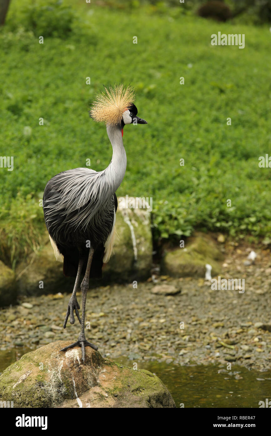 Grey crowned crane, Balearica regulorum. Stock Photo