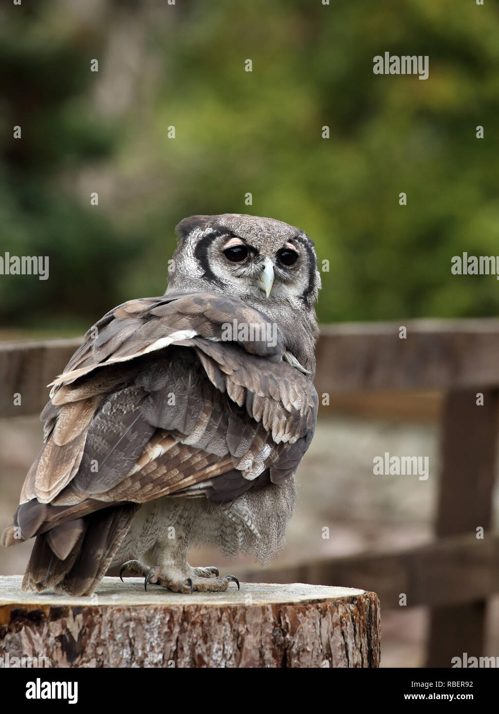 Verreaux's Eagle Owl standing on a post. Stock Photo