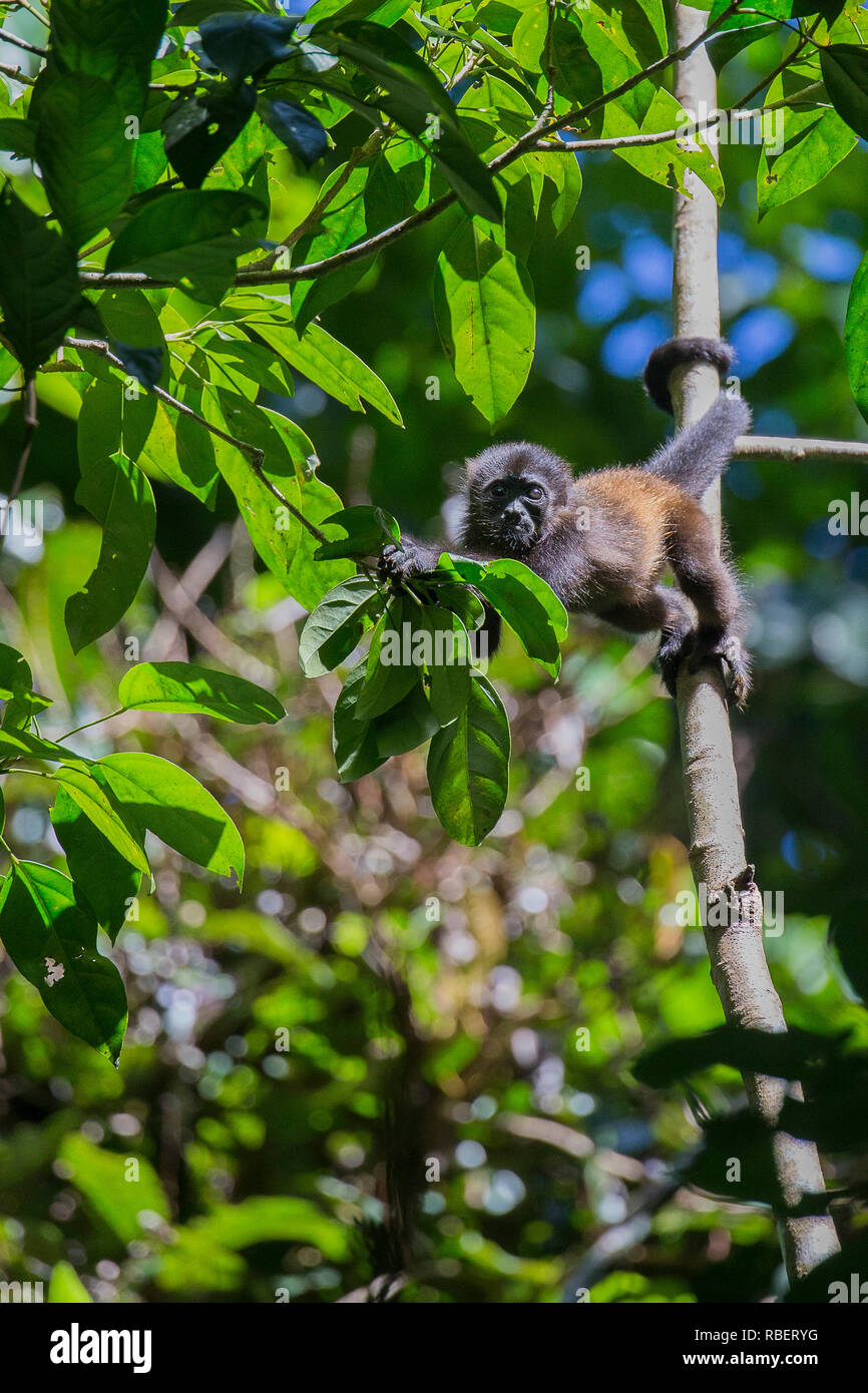 Golden mantled howler monkey in tortuguero national park Stock Photo