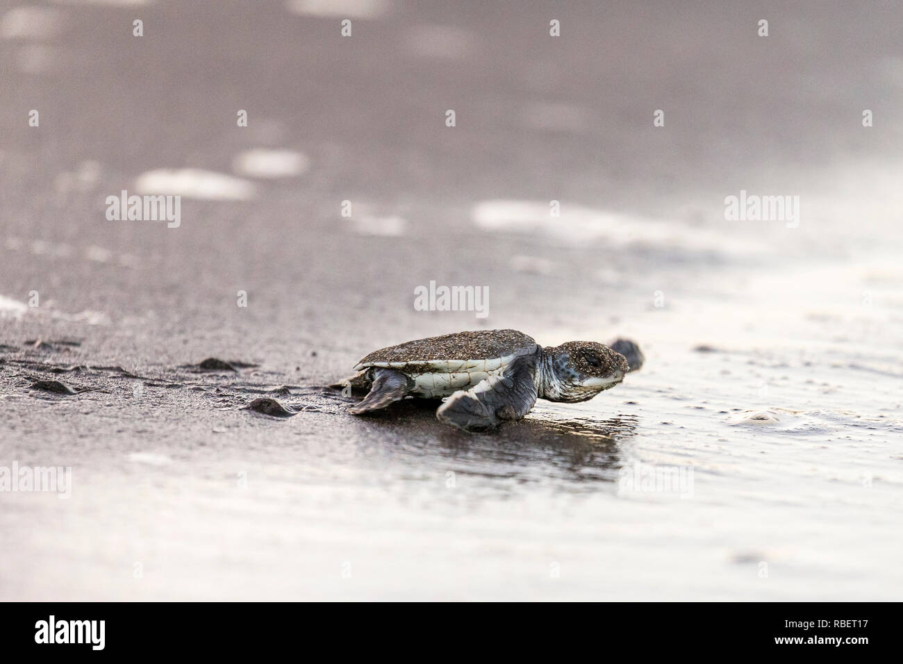 Green sea turtle hatchling making for the Caribbean sea, Tortuguero