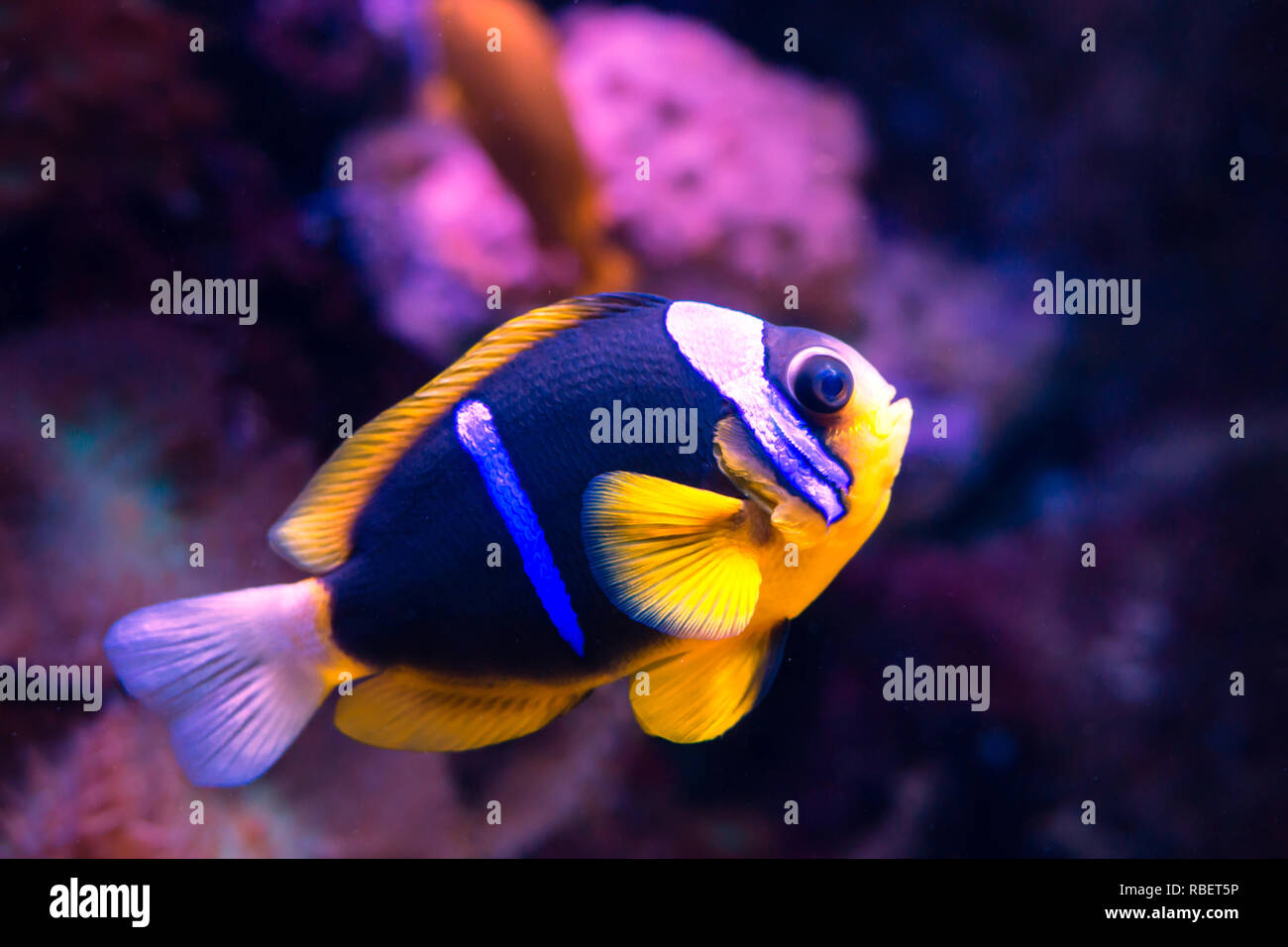 Reef perch, fish, Ocean Stock Photo