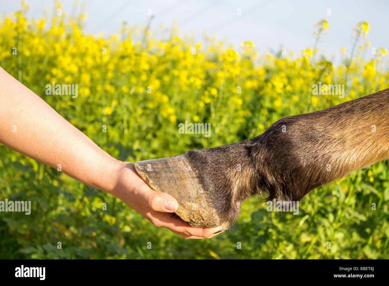 horse, hoof, hand Stock Photo Alamy