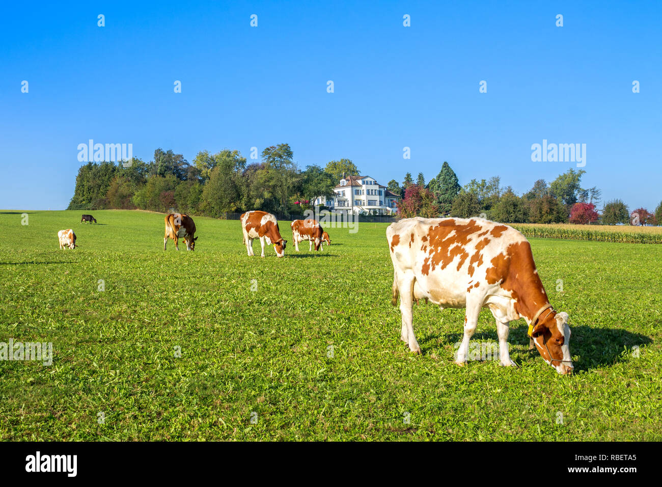 Cow herde Stock Photo