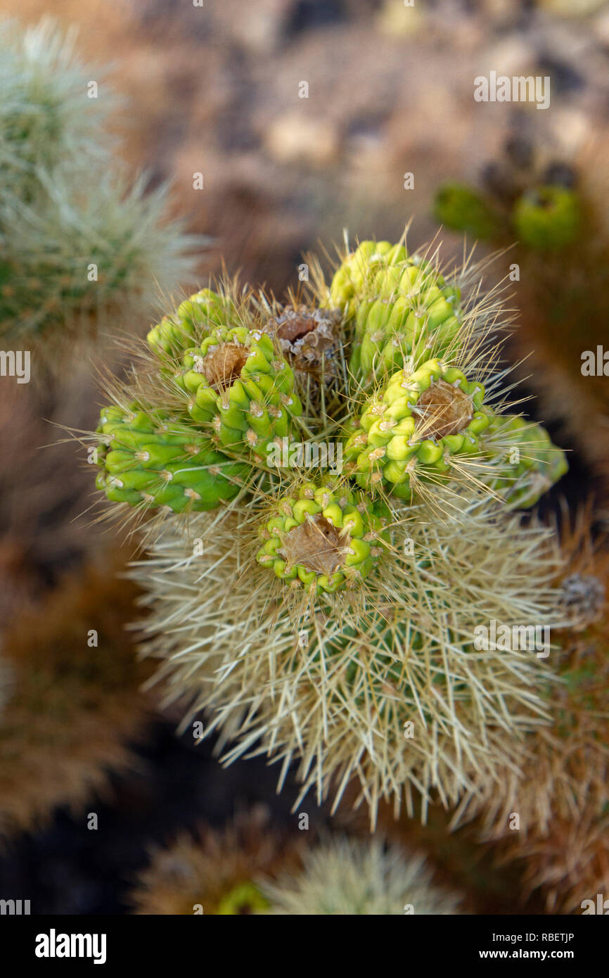 Close up of a cholla cactus (Cylindropuntia fulgida) bush in the Cholla Cactus garden, Joshua Tree National Park, California, United States. Stock Photo