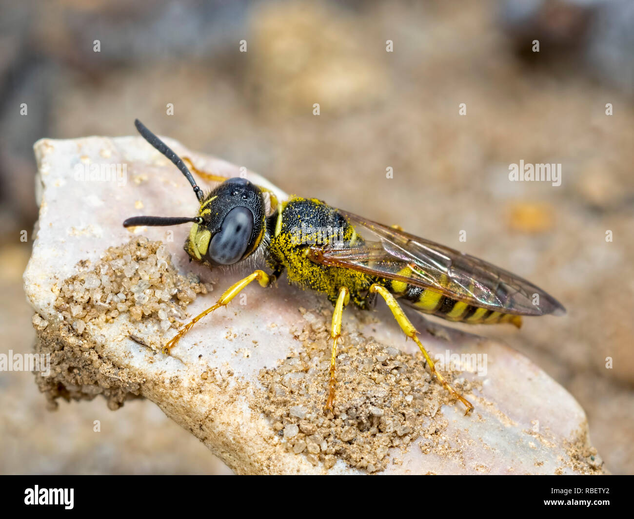 The Male Bee-Wolf (Philanthus triangulum) which is a lot smaller in size to the female. A member of the Digger Wasps (Crabronidae). Wasp Family Vespid Stock Photo