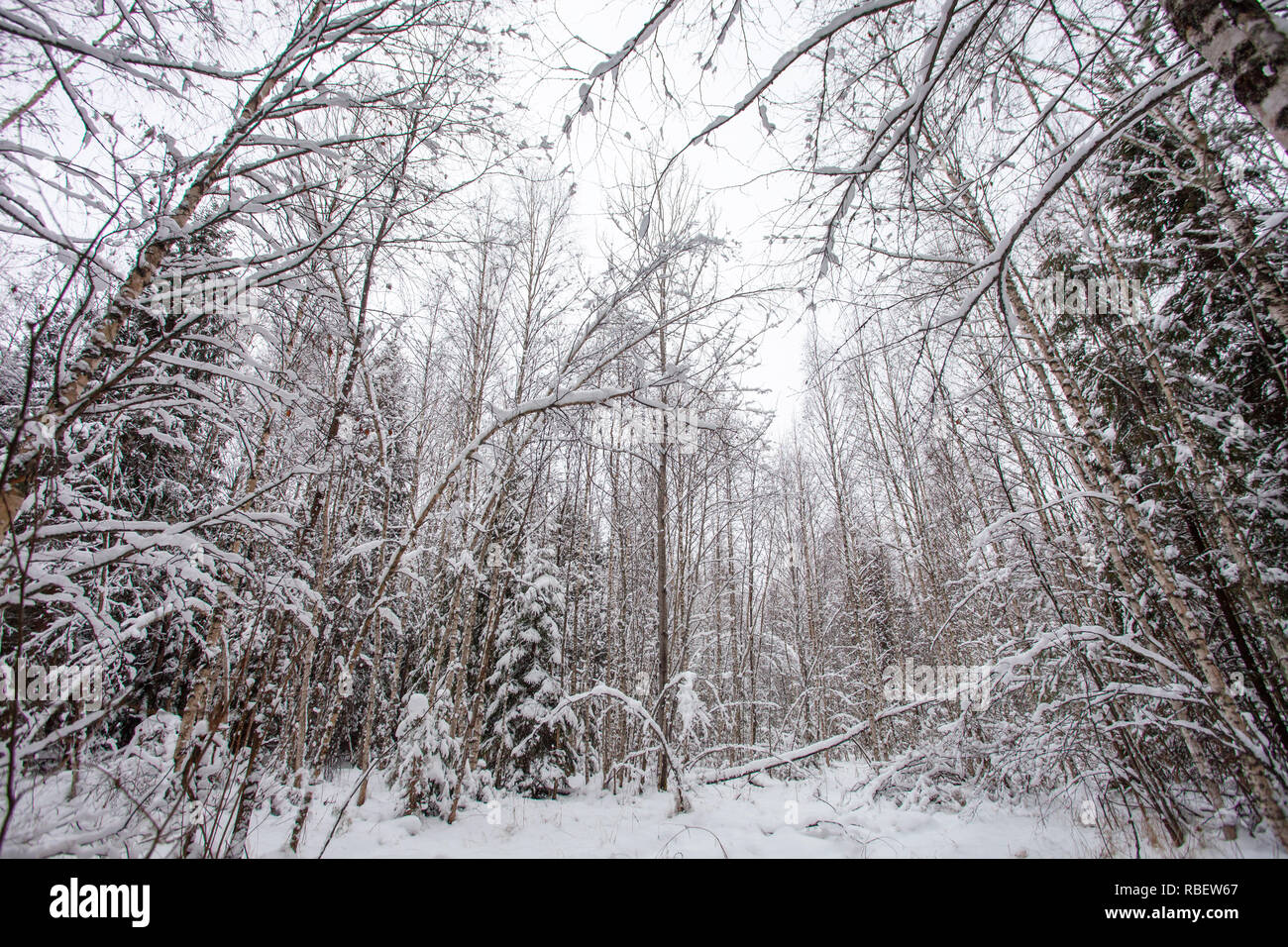 Season new year hi-res stock photography and images - Alamy