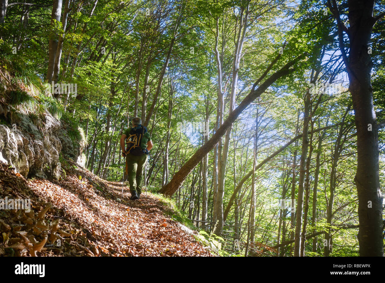 Hiker walking on trail in the forest. Stock Photo