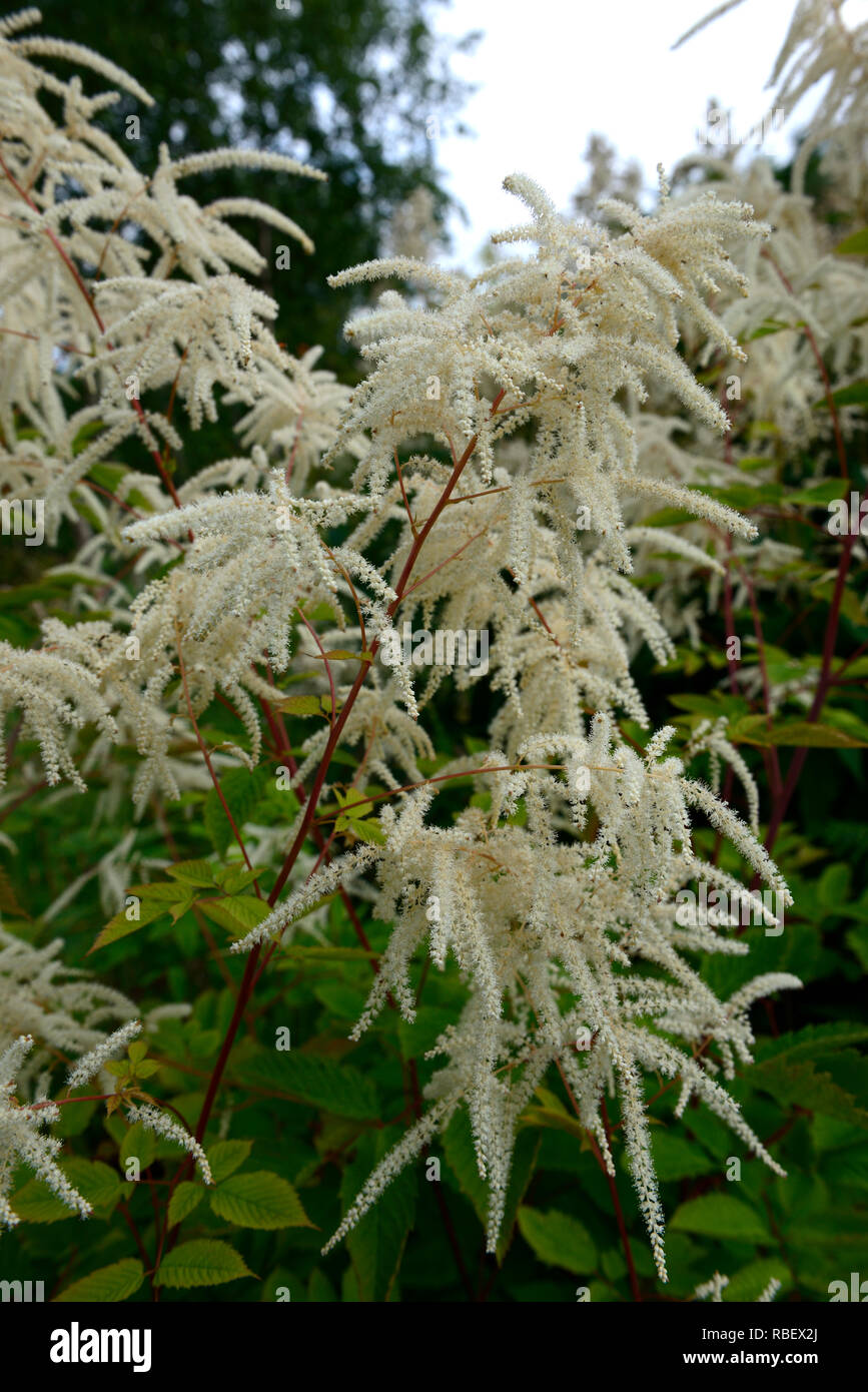 aruncus sinensis x dioicus zweiweltenkind,Aruncus dioicus Zweiweltenkind,False goat's beard,cream white plumes,flowers,flowering,red stems,red stemmed Stock Photo