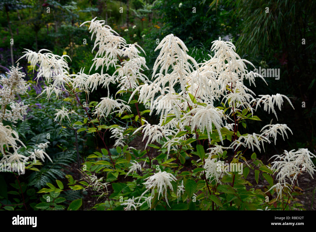 aruncus sinensis x dioicus zweiweltenkind,Aruncus dioicus Zweiweltenkind,False goat's beard,cream white plums,flowers,flowering,red stems, red stemmed Stock Photo