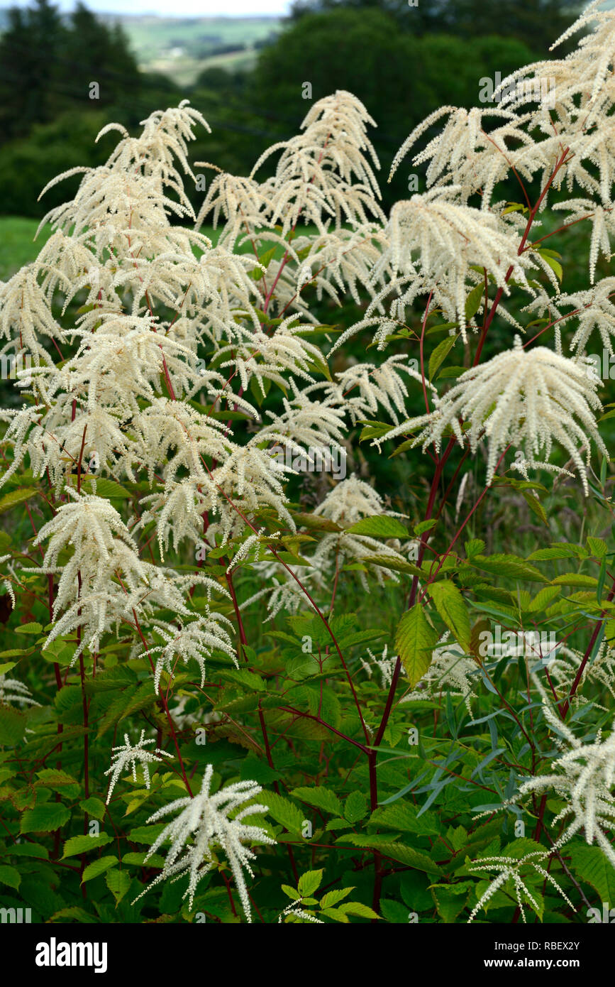 aruncus sinensis x dioicus zweiweltenkind,Aruncus dioicus Zweiweltenkind,False goat's beard,cream white plumes,flowers,flowering,red stems,red stemmed Stock Photo