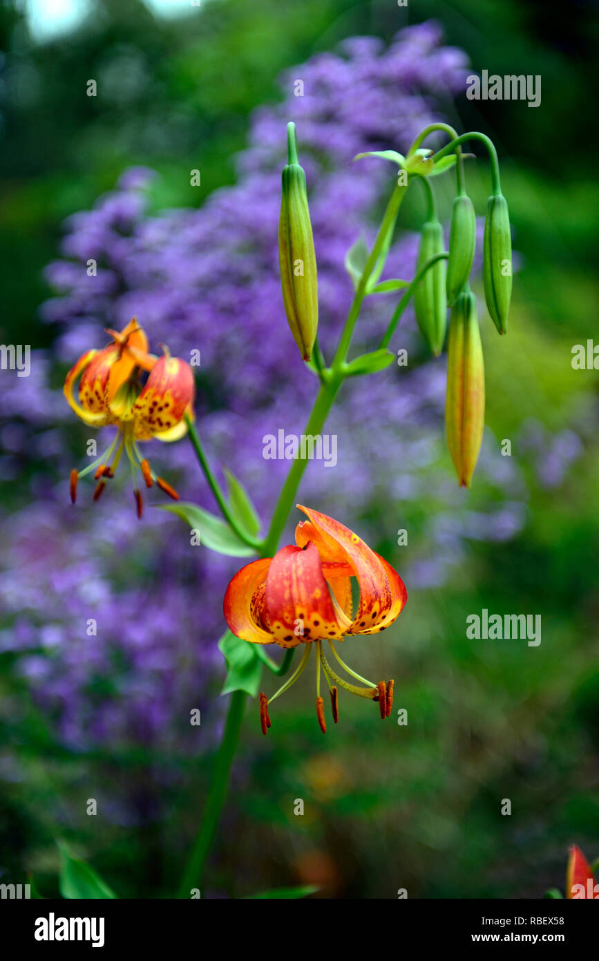 lilium pardalinum,leopard lily,panther lily,red,orange,spot,spotted,thalictrum delavayi hinckley,meadow rue,lilac flowers,contrast,contrasting combina Stock Photo