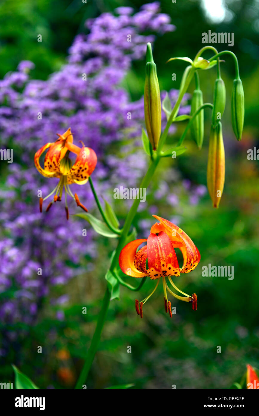 lilium pardalinum,leopard lily,panther lily,red,orange,spot,spotted,thalictrum delavayi hinckley,meadow rue,lilac flowers,contrast,contrasting combina Stock Photo