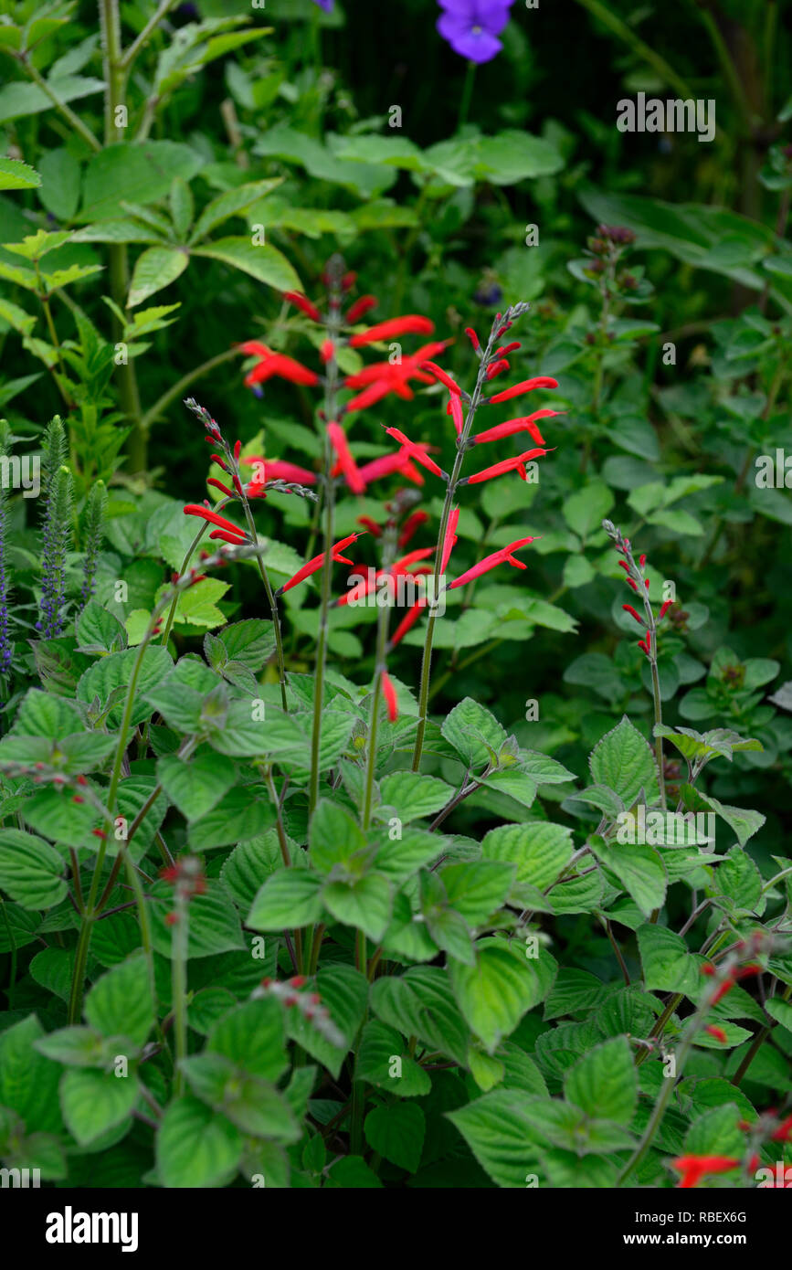 Salvia stolonifera,Creeping Mexican Sage, red flowers,flowers,flower
