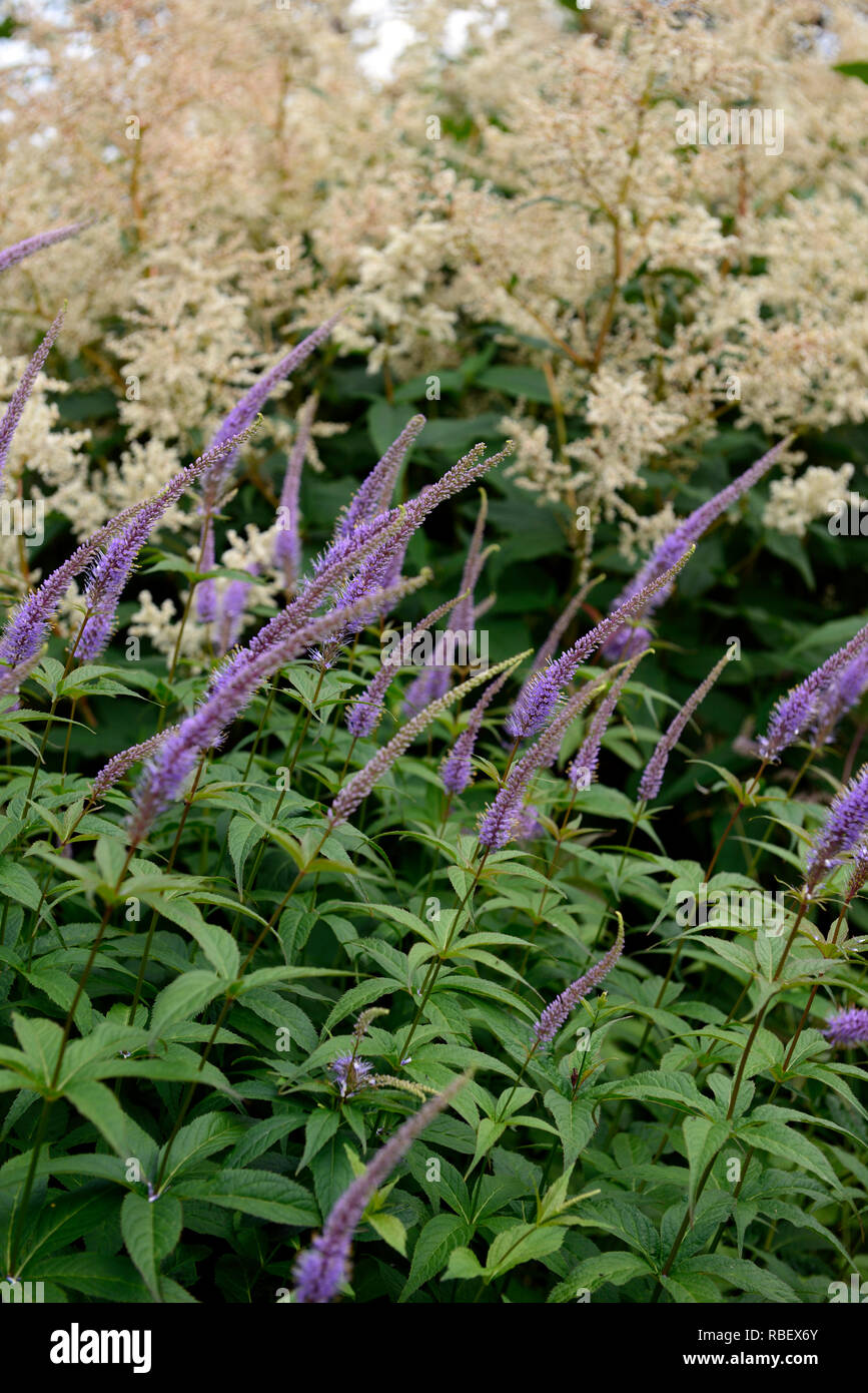 Veronicastrum virginicum Fascination,Culver's Root,lilac,pale blue,Aruncus dioicus Zweiweltenkind,False goat's beard,cream white plumes,flowers,flower Stock Photo