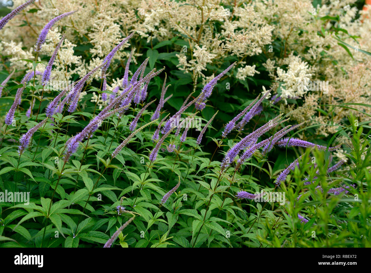 Veronicastrum virginicum Fascination,Culver's Root,lilac,pale blue,Aruncus dioicus Zweiweltenkind,False goat's beard,cream white plumes,flowers,flower Stock Photo