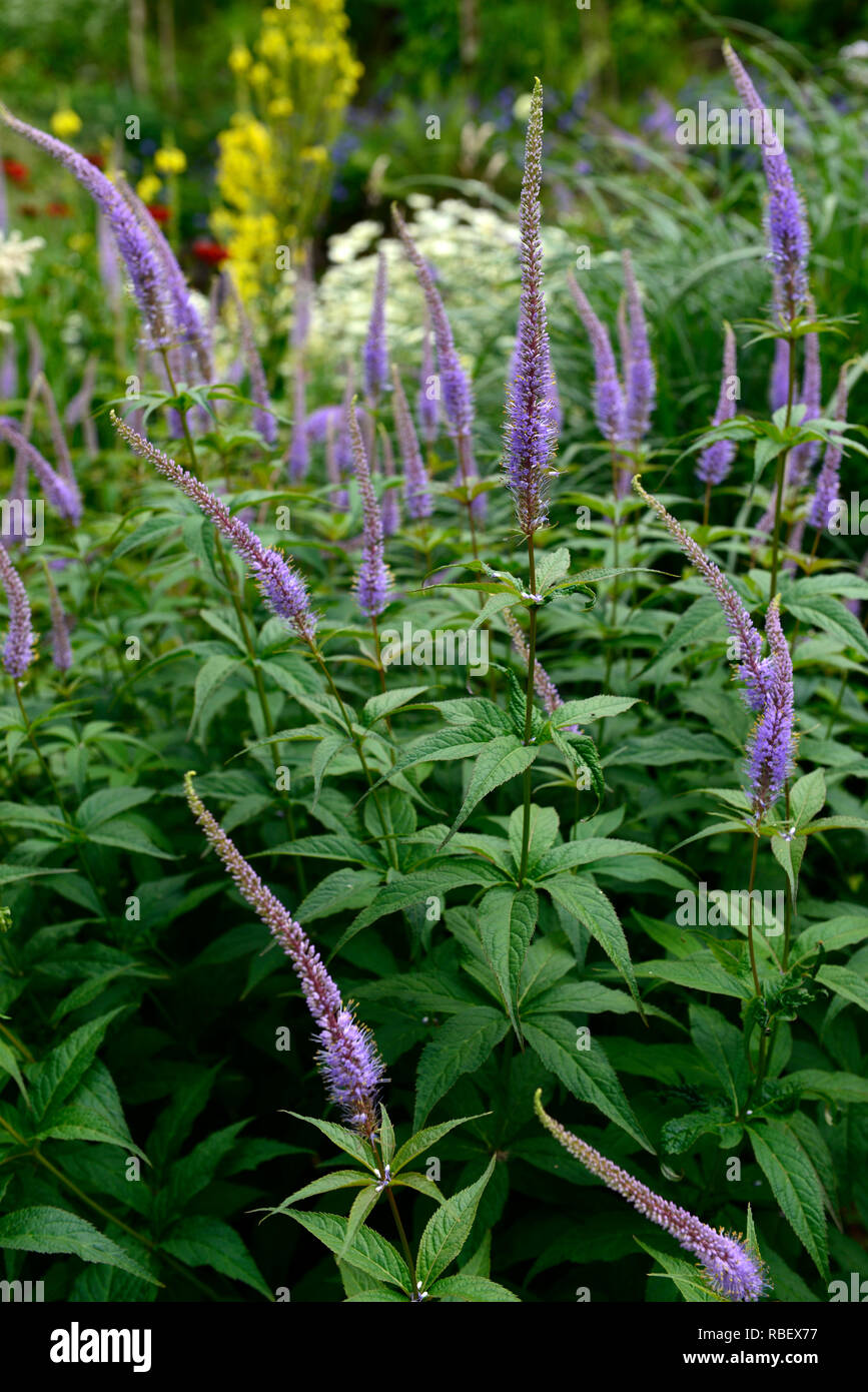 Veronicastrum virginicum Fascination,Culver's Root,lilac,pale blue,flowers,flowering,red stems, red stemmed,RM Floral Stock Photo