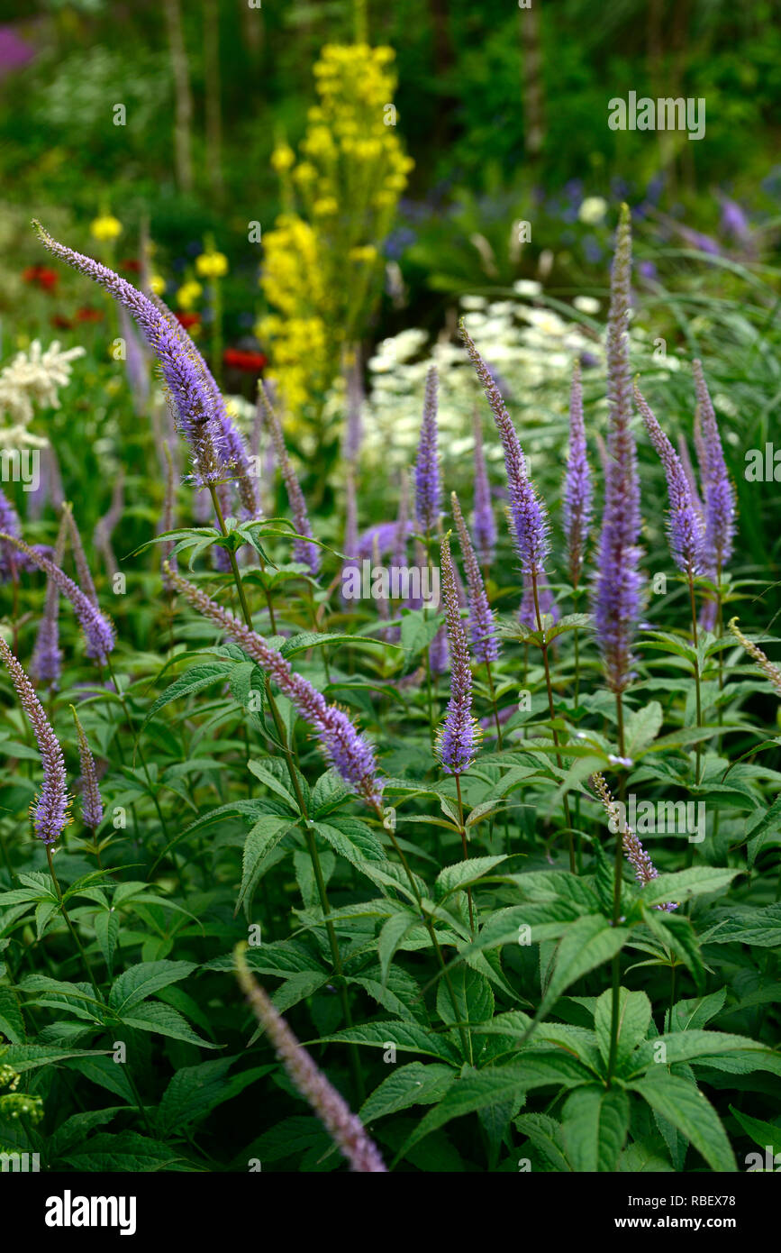 Veronicastrum virginicum Fascination,Culver's Root,lilac,pale blue,flowers,flowering,red stems, red stemmed,RM Floral Stock Photo