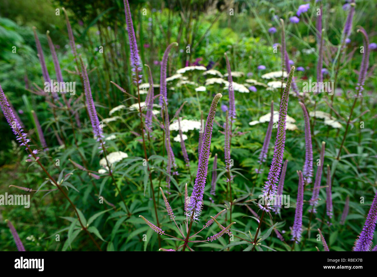 Veronicastrum virginicum Fascination,Culver's Root,lilac,pale blue,flowers,flowering,stems,RM Floral Stock Photo