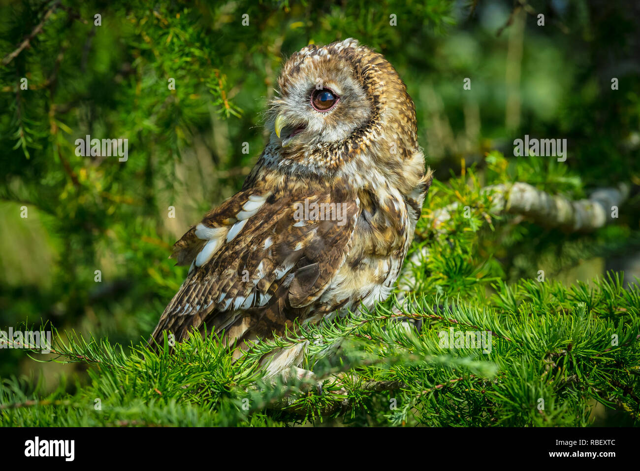 Tawny owl (Scientific name: Strix aluco) perched in coniferous woodland, looking to the left with one eye showing which has a star in the eye. Stock Photo