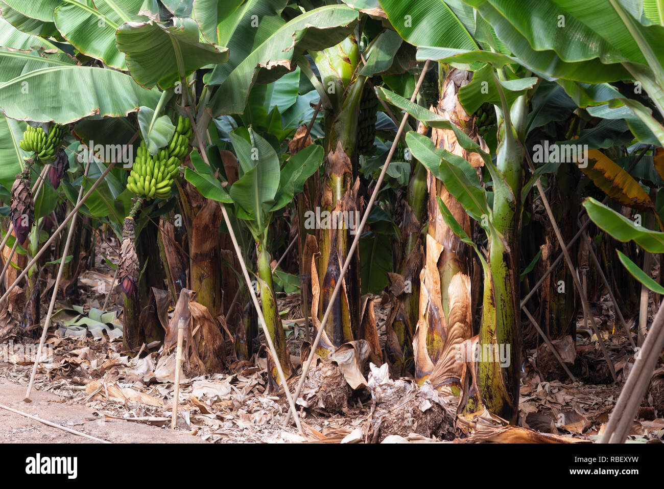 Banana plantation in Tenerife, Canary islands Spain Stock Photo Alamy