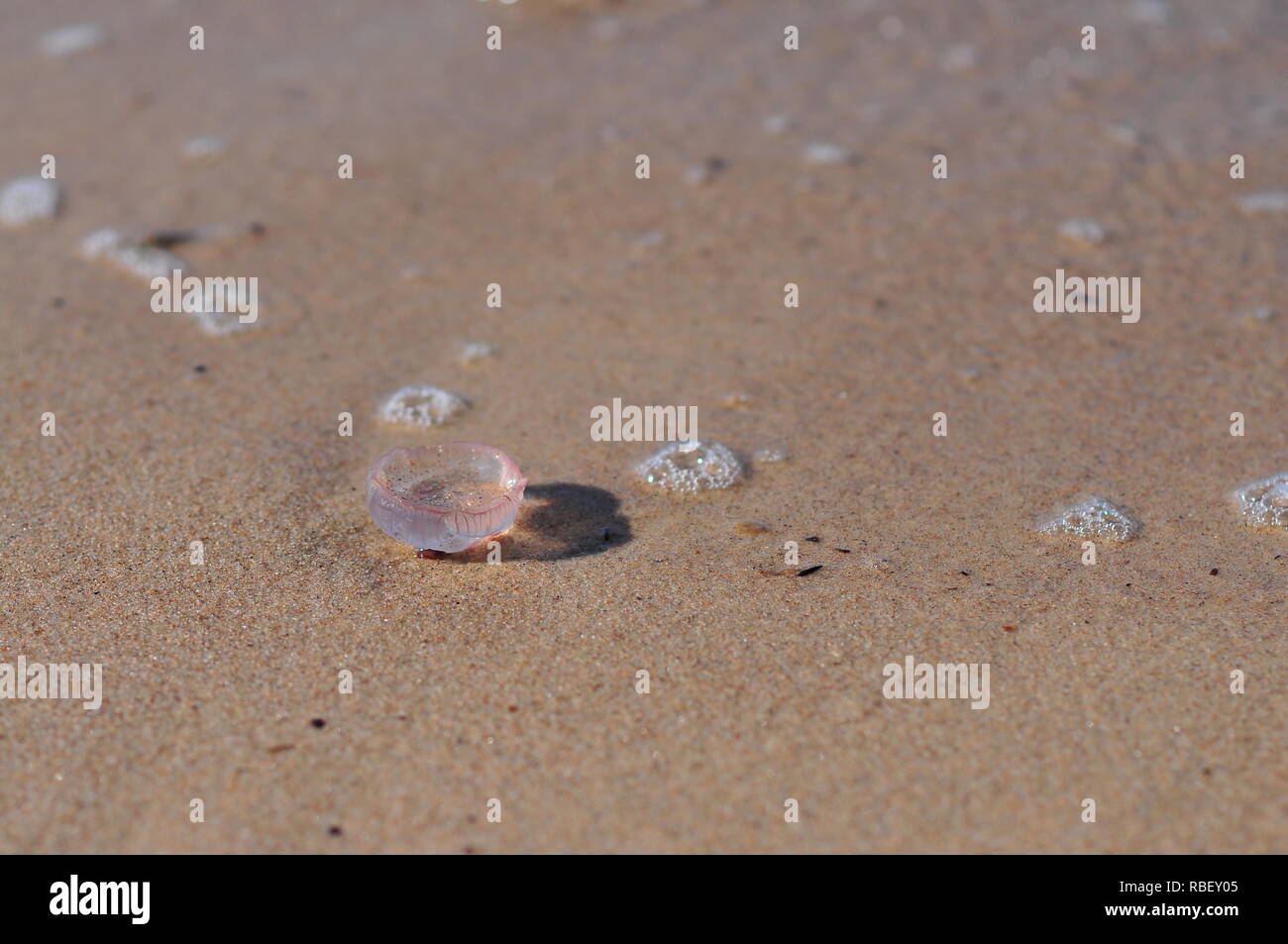 Jellyfish Aurelia aurita (common jellyfish, moon jellyfish, moon jelly, saucer jelly) lying on the beach Stock Photo