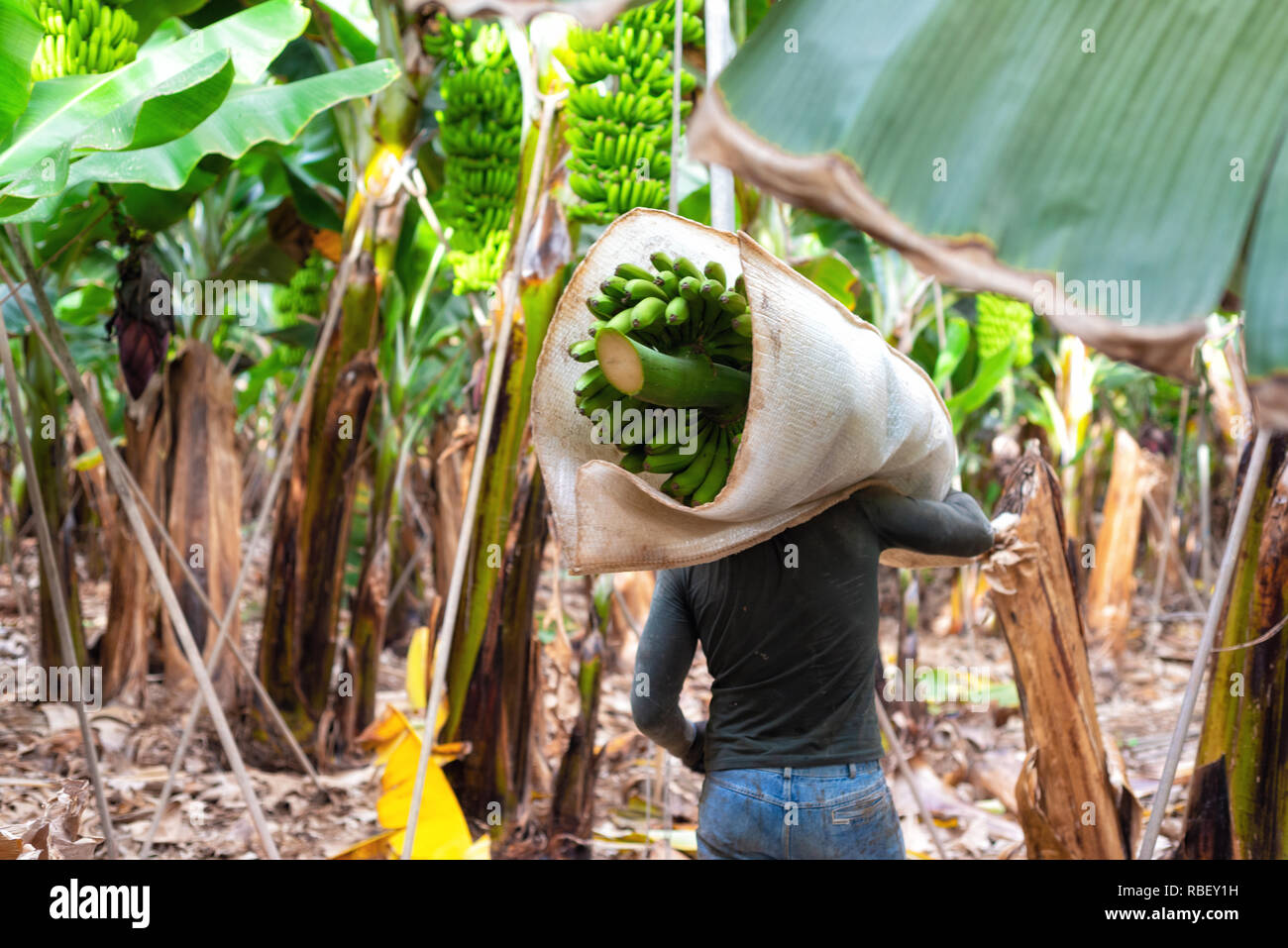 Farmer Carrying Green Banana Bunch On A Banana Farm Stock Photo Alamy