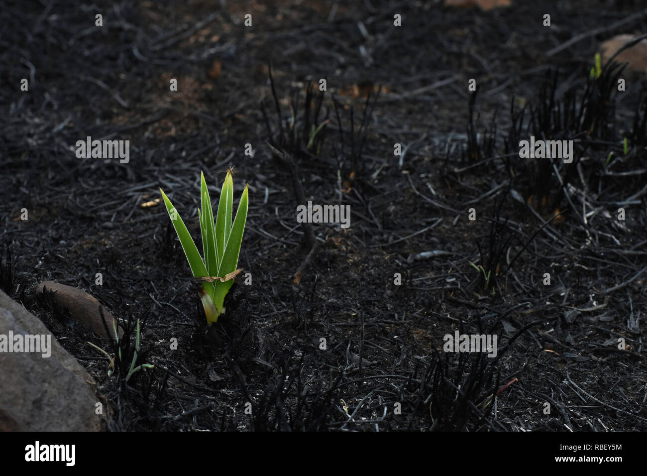 Emerging Star Lily Plant (hypoxis rigidula) In Burnt Field Stock Photo