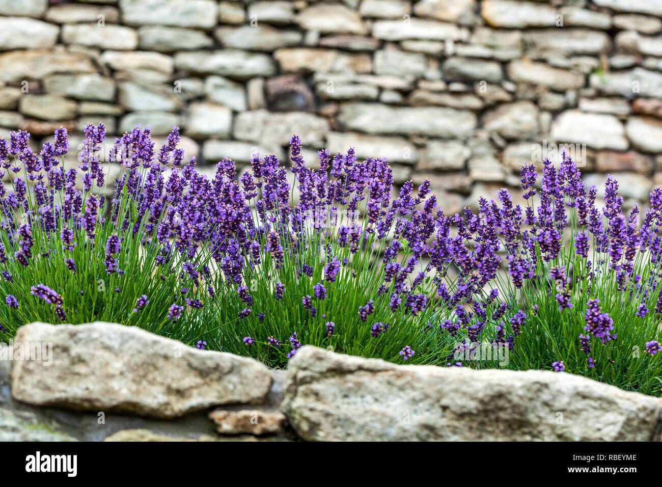 Lavender garden blue flowers growing on stone wall Stock Photo