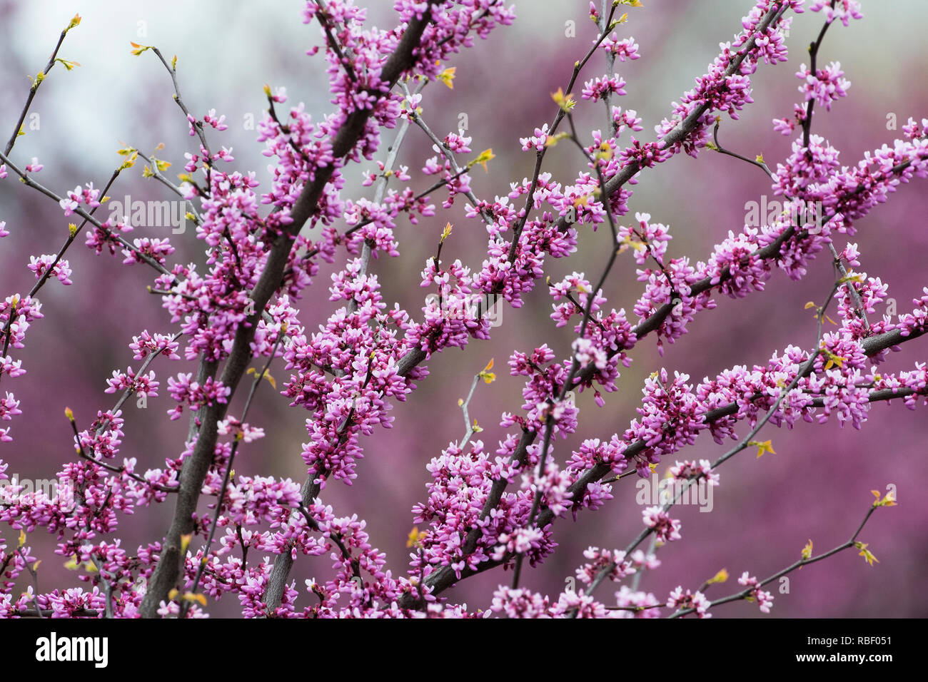 Flowering redbud tree in early spring Stock Photo
