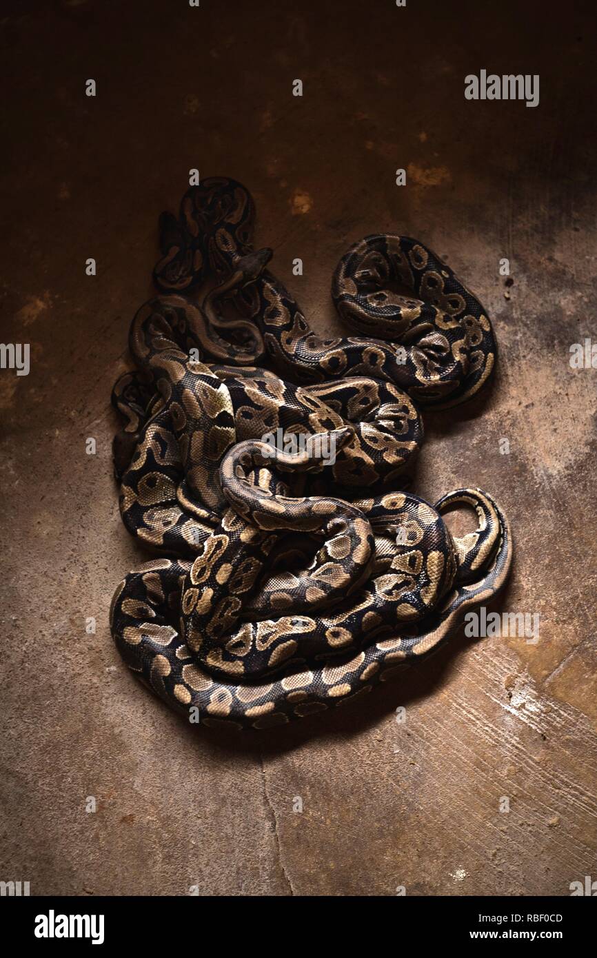 Royal Python Temple (Temple des pythons) in Ouidah, Benin, Africa. Stock Photo