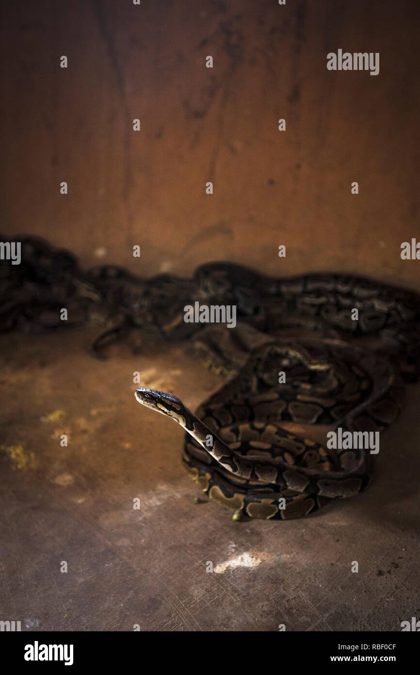 Royal Python Temple (Temple des pythons) in Ouidah, Benin, Africa. Stock Photo
