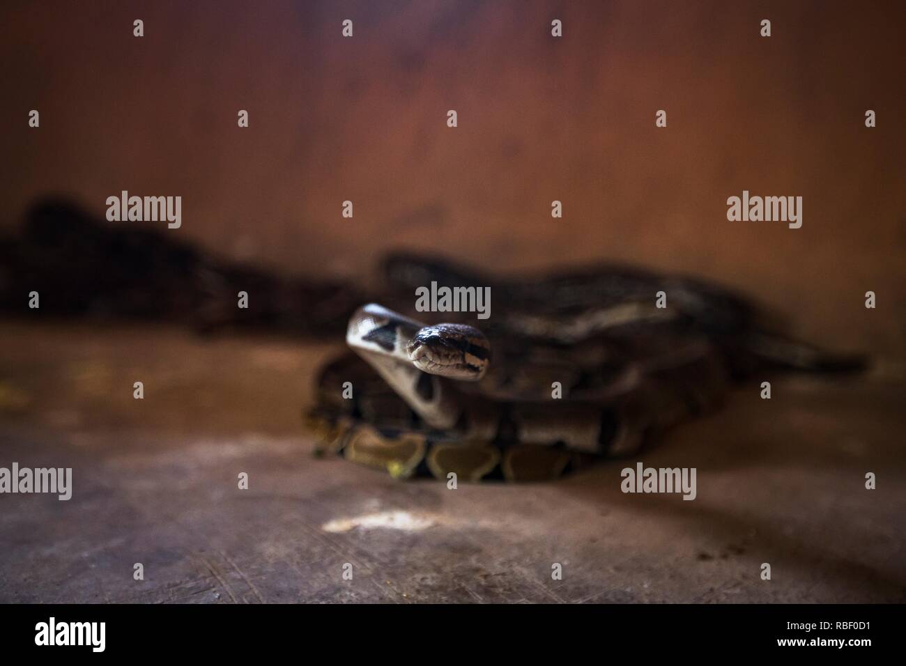 Royal Python Temple (Temple des pythons) in Ouidah, Benin, Africa. Stock Photo