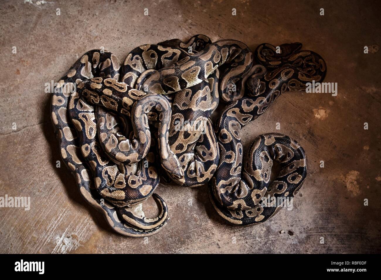 Royal Python Temple (Temple des pythons) in Ouidah, Benin, Africa. Stock Photo