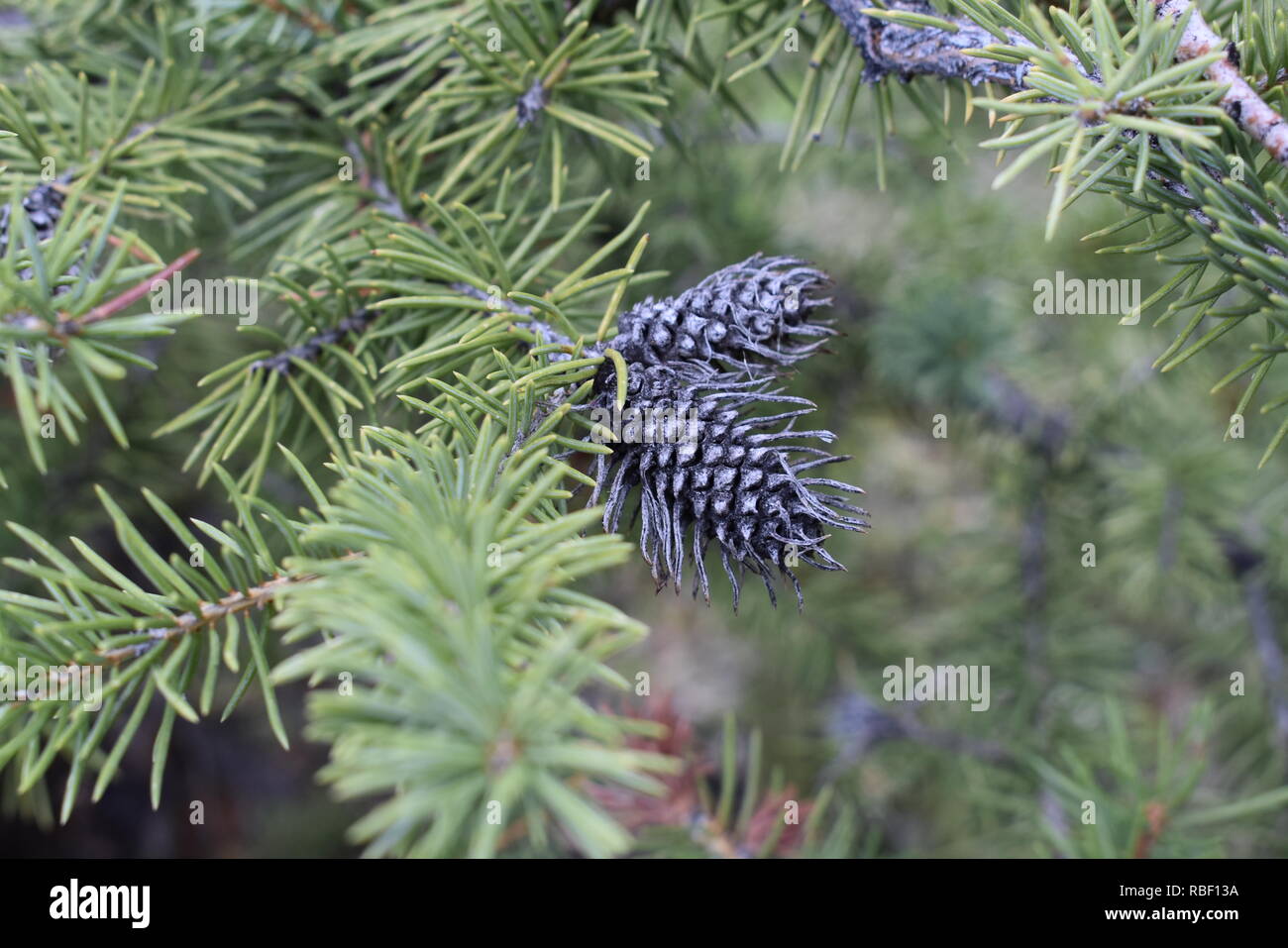 Old Cone Stock Photo