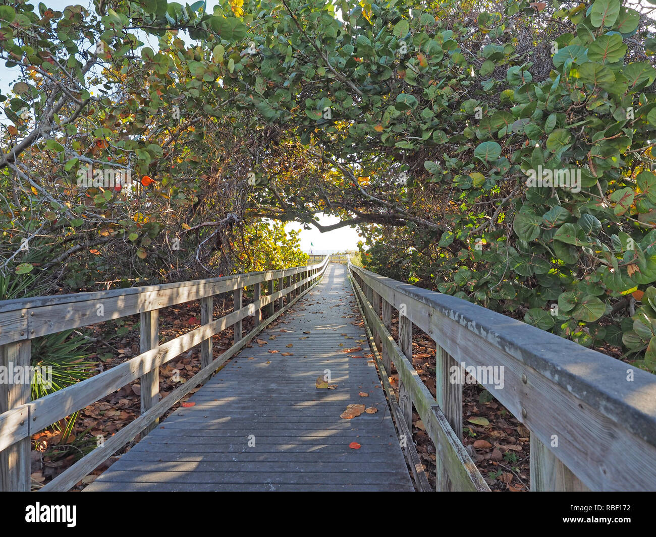 Boardwalk at Bill Baggs Cape Florida - Boardwalk At Bill Baggs Cape Florida State Park In Key Biscayne Florida RBF172 
