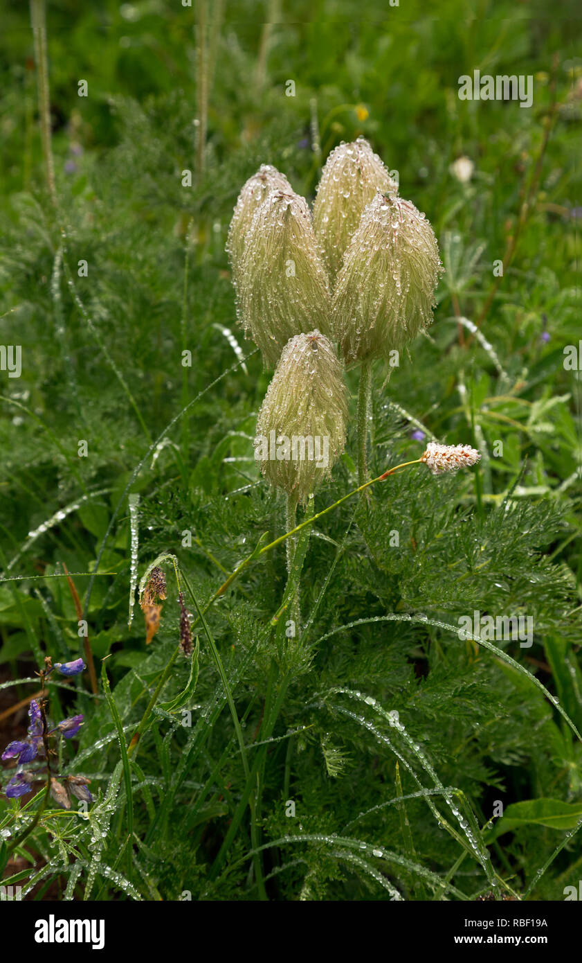 Western anemone seed hires stock photography and images Alamy