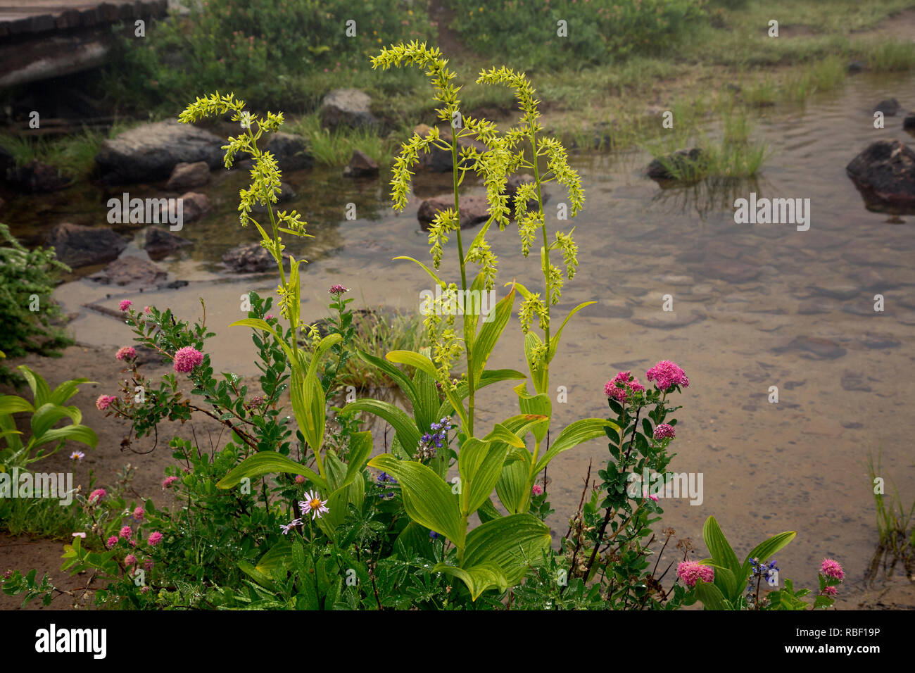 WA15715-00...WASHINGTON - Alpine aster and green hellebore growing on the shores of Tipsoo Lake in Mount Rainier National Park. Stock Photo
