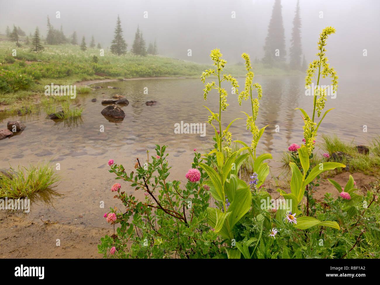 WA15716-00...WASHINGTON - Alpine aster, mountain daisy, lupine and green hellebore growing on the shores of Tipsoo Lake in Mount Rainier National Park Stock Photo