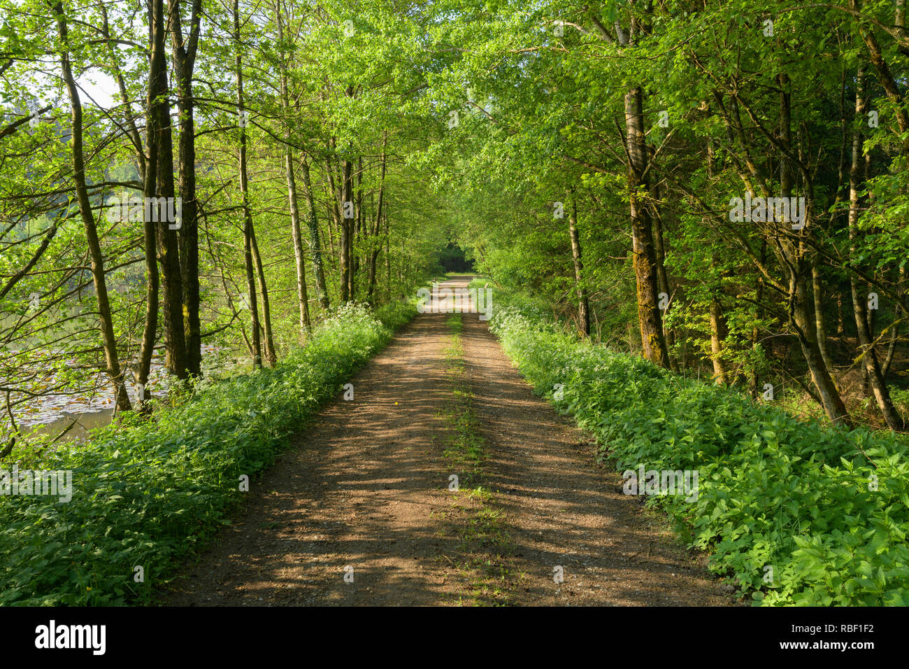 Forest path in spring hi-res stock photography and images - Alamy