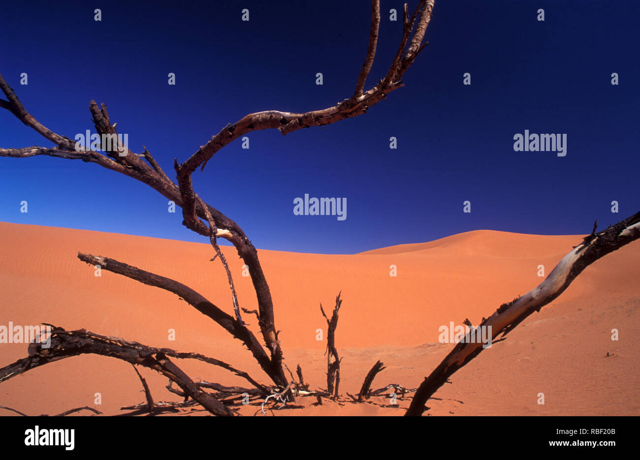 The Simpson Desert is a large area of dry, red sandy plain and dunes in Northern Territory, South Australia and Queensland in central Australia. Seen  Stock Photo