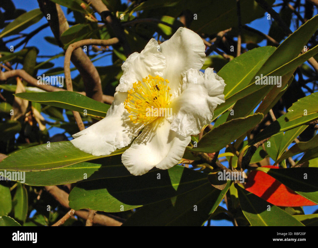 Fried Egg Tree, Gordonia axillaris, gets its common name from the spectacular show of white petalled, yellow-centred flowers. Stock Photo