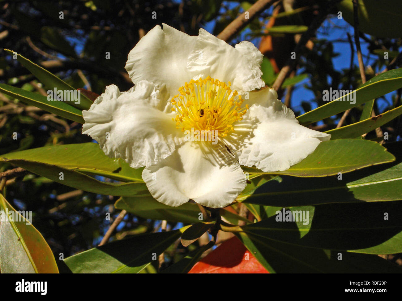 Fried Egg Tree, Gordonia axillaris, gets its common name from the spectacular show of white petalled, yellow-centred flowers. Stock Photo
