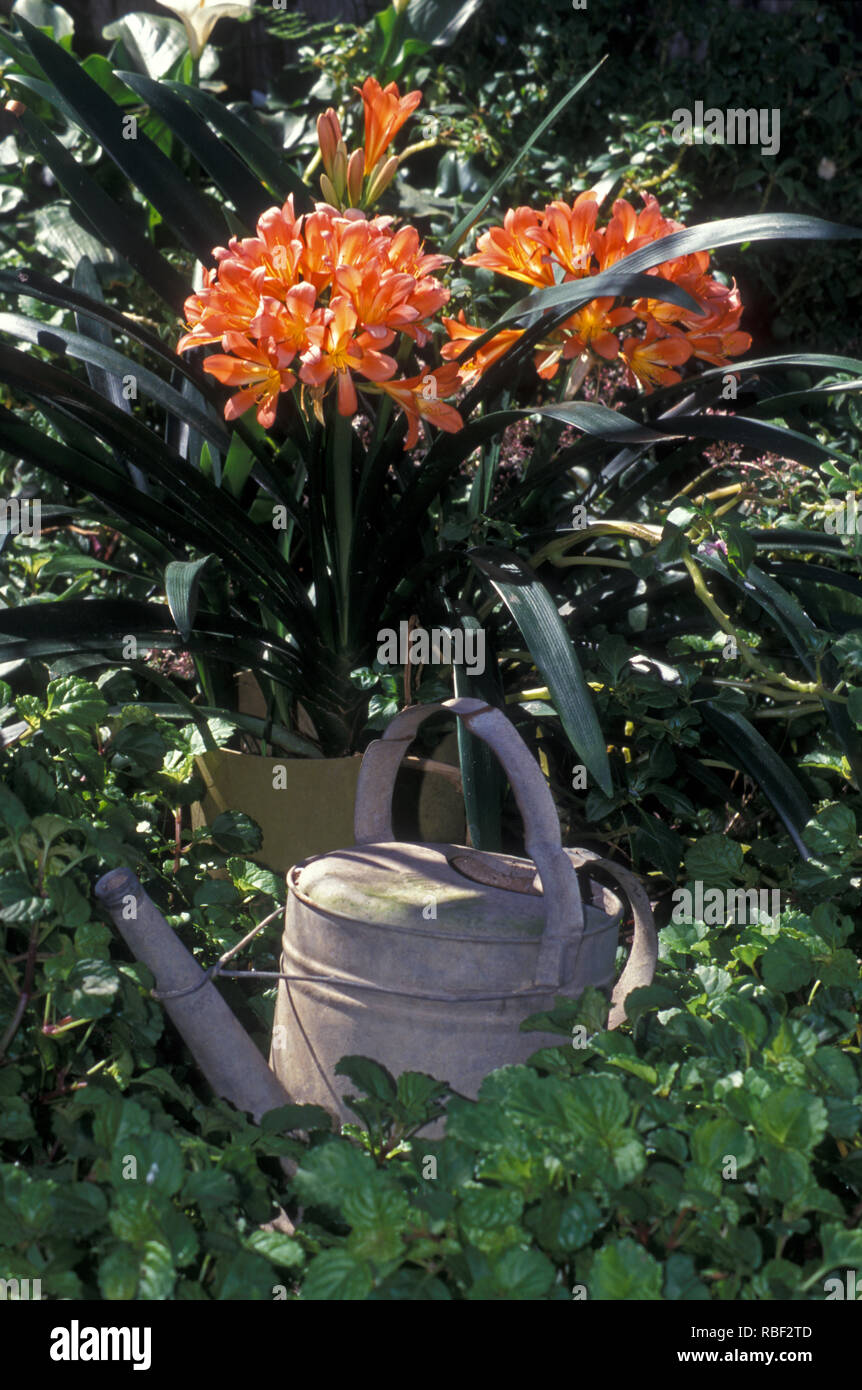ORANGE CLIVIA FLOWERS AND OLD WATERING CAN IN GARDEN SETTING Stock Photo
