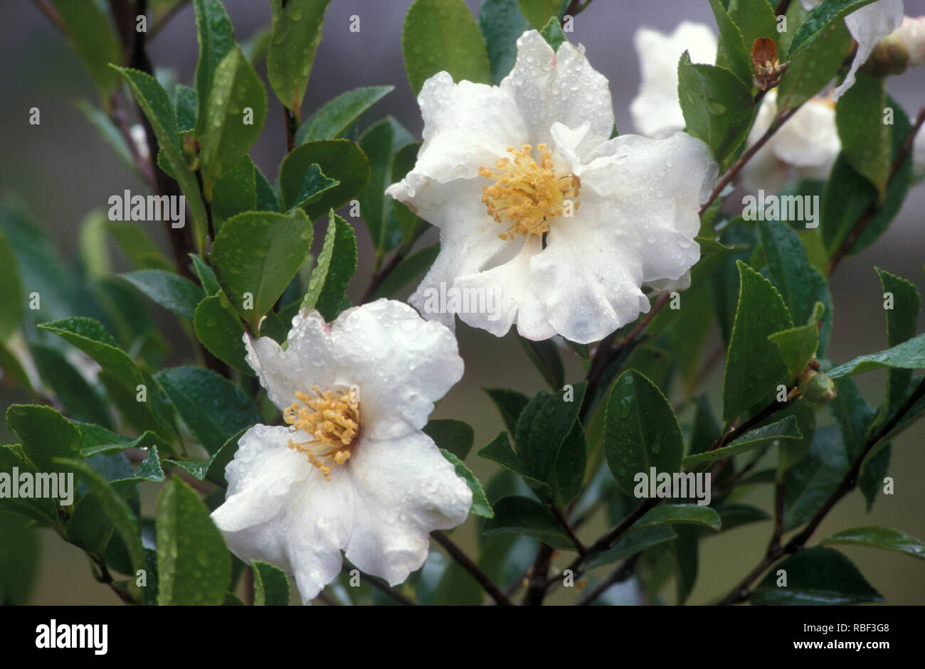WHITE CAMELLIA FLOWERS COVERED IN RAINDROPS Stock Photo