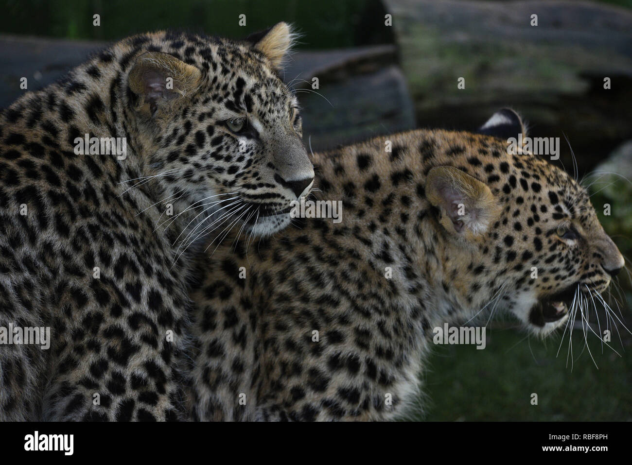 Madrid, Spain. 9th Jan, 2019. The babies Persian leopards seen in their enclosure at Madrid zoo. They were born on last April, 2018, after of 3 months of gestation, weighing about 0.5 kilograms. Credit: John Milner/SOPA Images/ZUMA Wire/Alamy Live News Stock Photo
