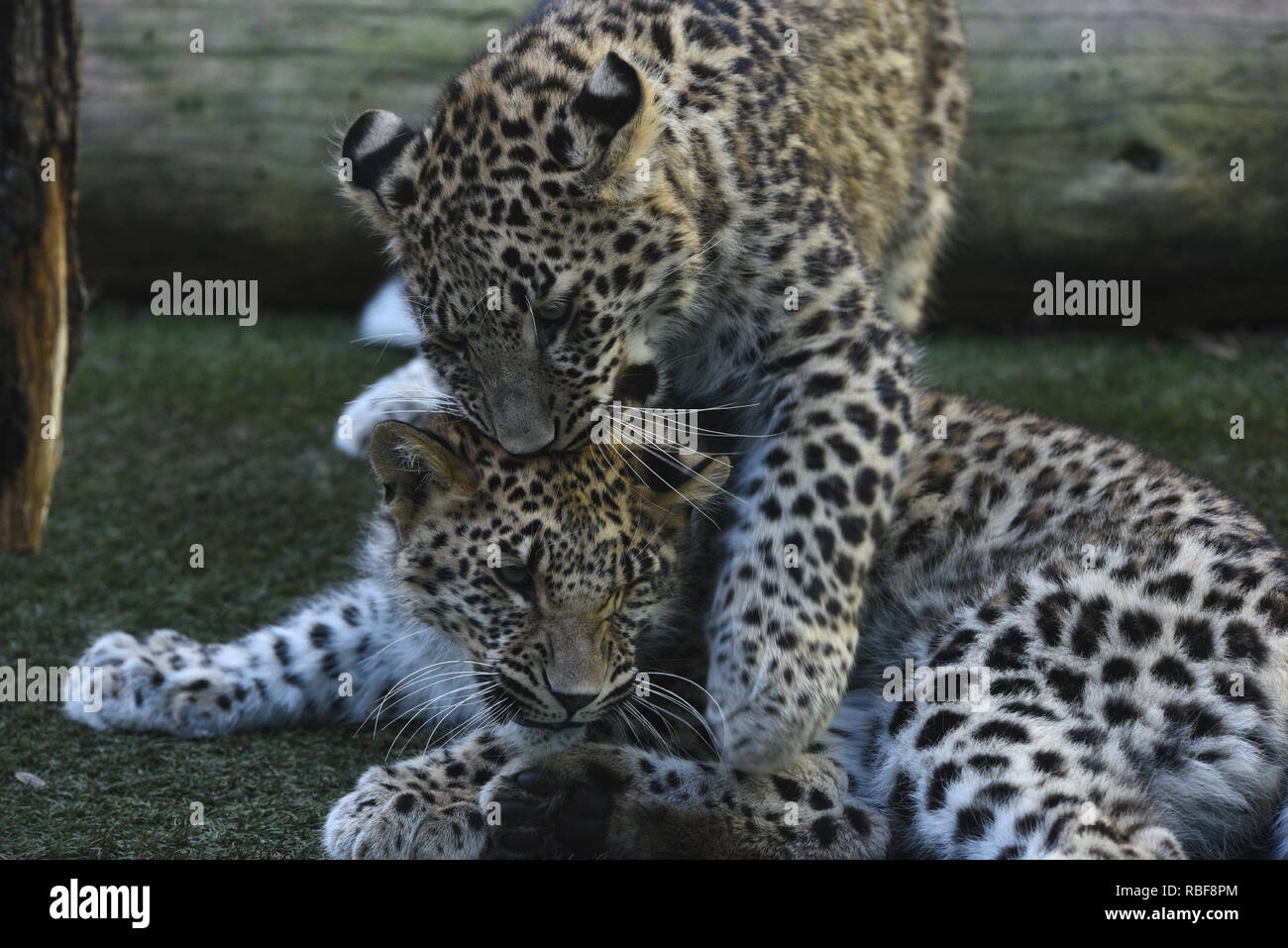 Madrid, Spain. 9th Jan, 2019. The babies Persian leopards seen playing in their enclosure at Madrid zoo. They were born on last April, 2018, after of 3 months of gestation, weighing about 0.5 kilograms. Credit: John Milner/SOPA Images/ZUMA Wire/Alamy Live News Stock Photo