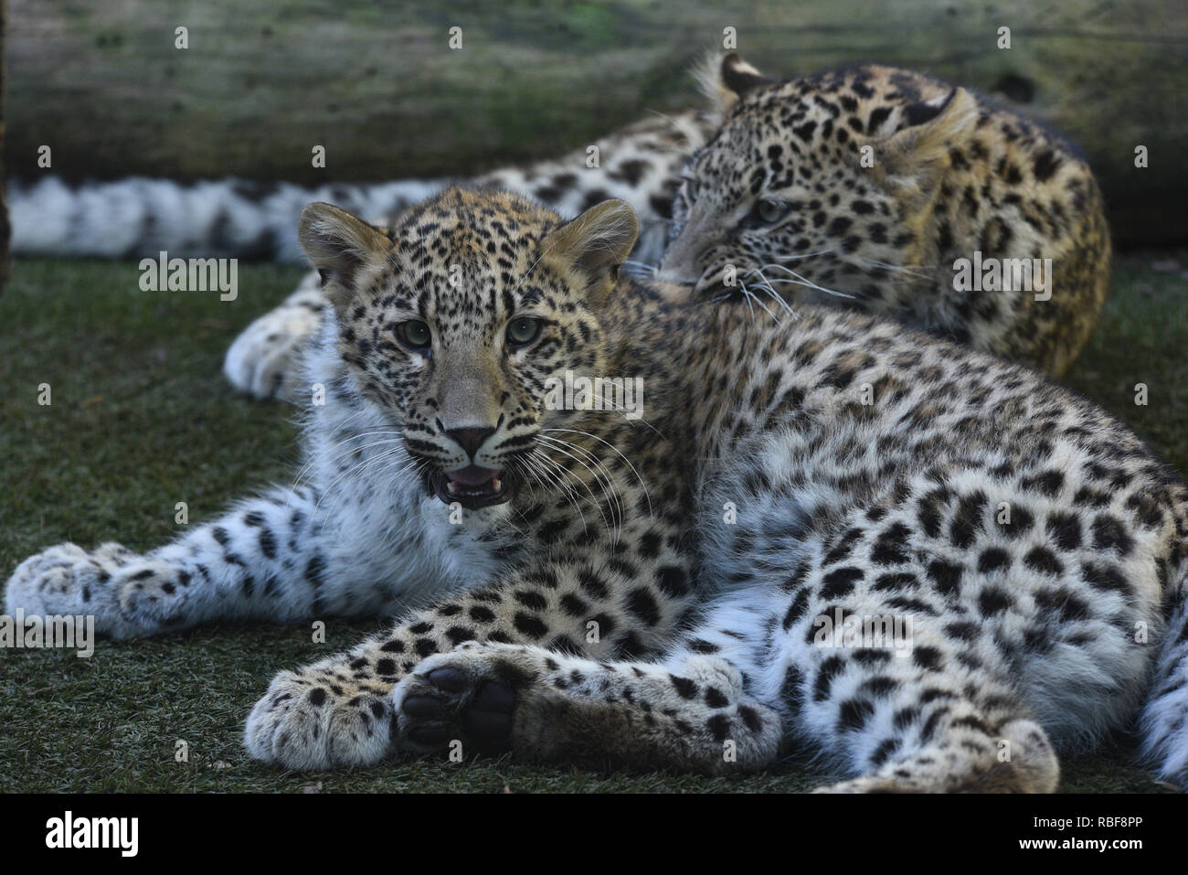 Madrid, Spain. 9th Jan, 2019. The babies Persian leopards seen in their enclosure at Madrid zoo. They were born on last April, 2018, after of 3 months of gestation, weighing about 0.5 kilograms. Credit: John Milner/SOPA Images/ZUMA Wire/Alamy Live News Stock Photo