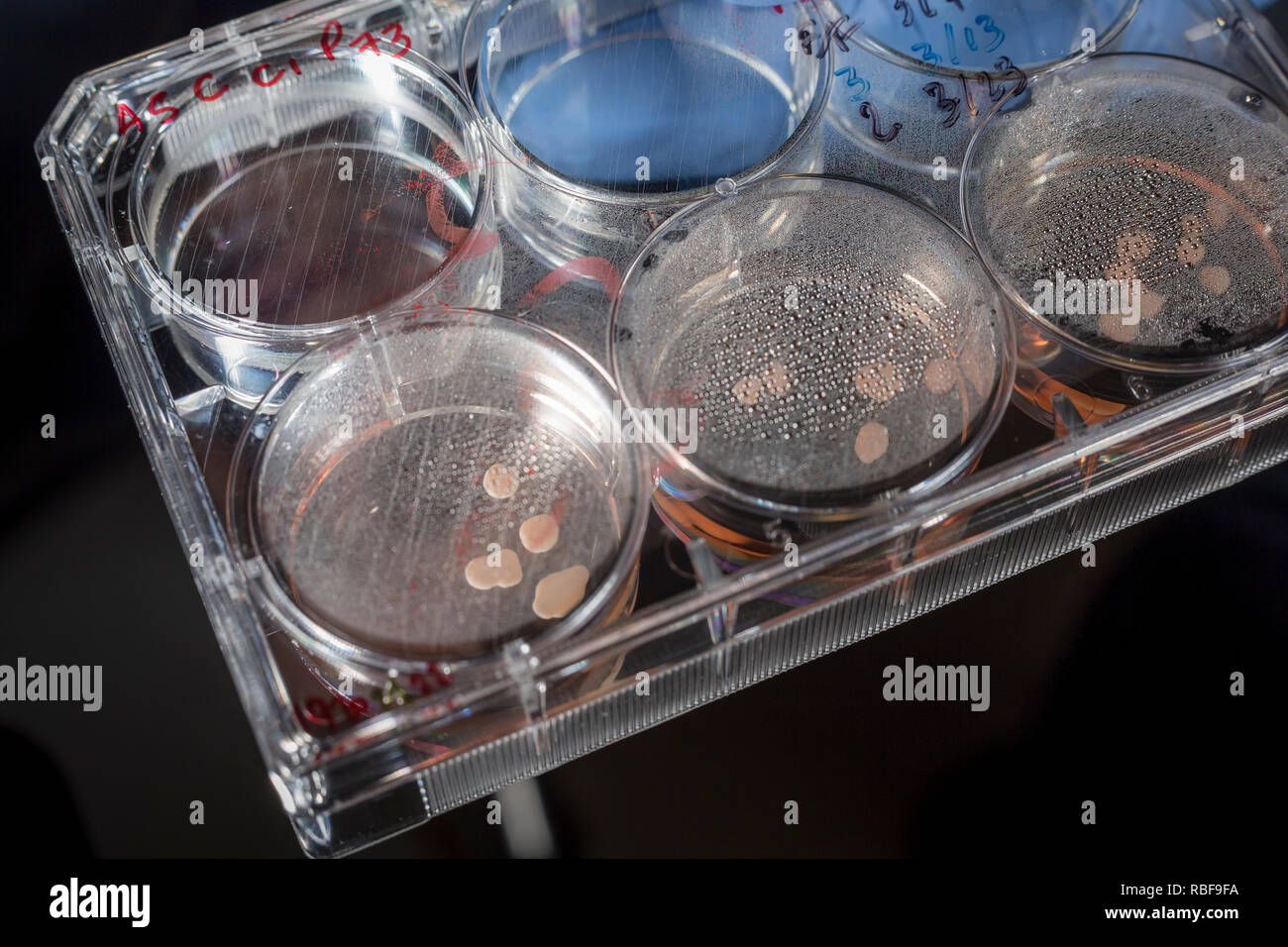 San Diego, California, USA. 9th Oct, 2018. -Dr. Muotri holds a tray of Neanderthal "minibrains" in his lab. DR. ALYSSON MUOTRI, Director of the University of California San Diego (UCSD) Stem Cell Program, is using pluripotent stem cells to grow Neanderthal "minibrains" in the lab. Made with Neanderthal genes, these organoids mimic the cortex, or outer brain, of Neanderthals. He hopes his research leads to insights into the minds of our genetic relative, and modern brains as well. Credit: David Poller/ZUMA Wire/ZUMAPRESS.com/Alamy Live News Stock Photo